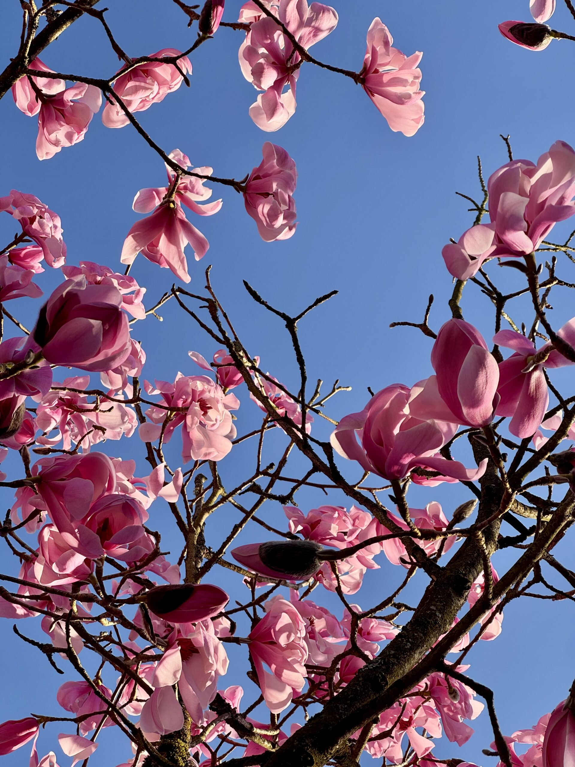 Soft bright pink cherry blossoms against a bright blue sky seen from below