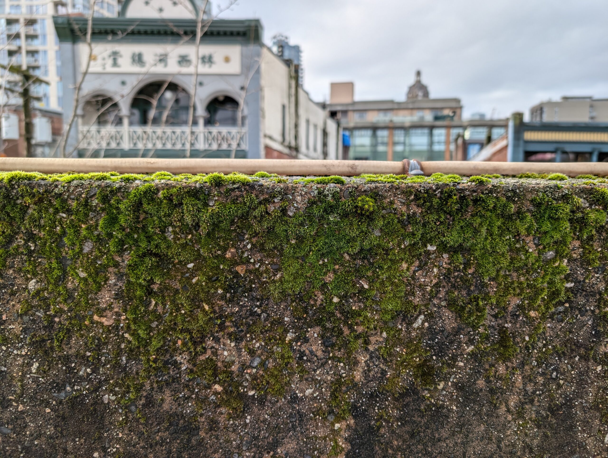 A wall with moss and a photo of a building im chinatown vancouver behind