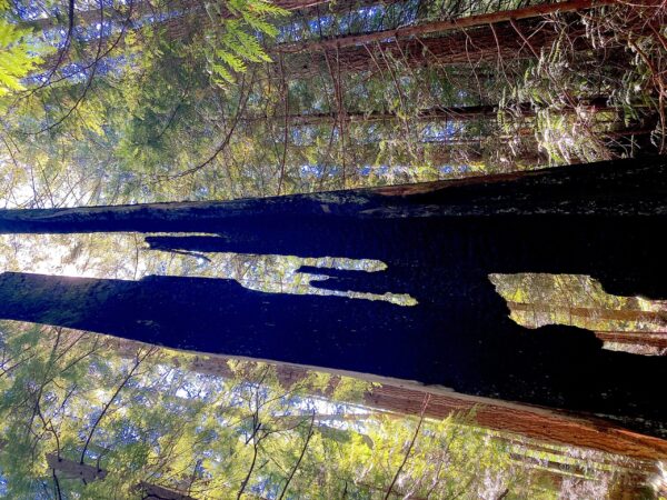 burnt cedar tree with sunlight in the forest